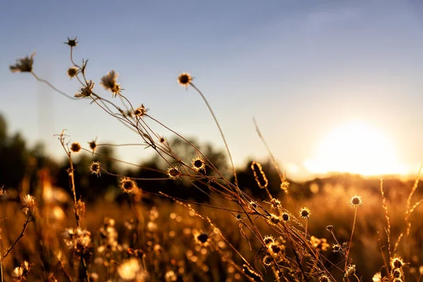 따뜻 한 황금빛 일몰이나 일출 시간에는 건 조 한 야생화와 풀이 무성 한 초원이 숨막힐 듯 한 따뜻 한 풍경을 보여준다. 가을이 되면 자연 경관이 펼쳐진다. 전원 지역의 화창 한 황금빛 태양 빛 — 스톡 사진