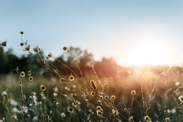Absztrakt meleg táj száraz vadvirág és fű rét meleg arany óra naplemente vagy napkelte idő. Nyugodt ősz ősz természet mező háttér. Enyhe arany óra napfény vidéken — Stock Fotó