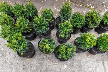 Taze yeşil buxus boxus boxwood çalıları ile birçok küçük plastik tencereler ev yolu boyunca süs bahçesinde dikmek için hazırlandı. Mevsimlik bitki nakli. Kürek kazma arka planı olan bahçıvan.