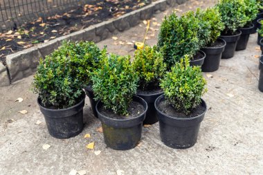 Taze yeşil buxus boxus boxwood çalıları ile birçok küçük plastik tencereler ev yolu boyunca süs bahçesinde dikmek için hazırlandı. Mevsimlik bitki nakli. Kürek kazma arka planı olan bahçıvan.