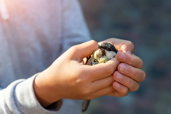 Close up view of little child girl hands holding small yellow scared injured tit bird. Kid taking care and protect wild animal. Environmental protection concept — Fotografia de Stock