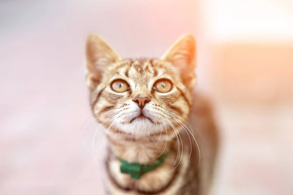 Портрет милого счастливого очаровательного смешного маленького тэбби-котенка, гуляющего на улице города. Красивая маленькая кошечка играет на заднем дворе — стоковое фото