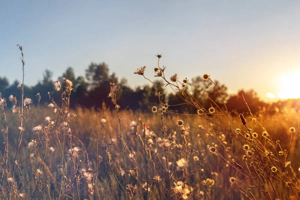 Abstract warm landscape of dry wildflower and grass meadow on warm golden hour sunset or sunrise time. Tranquil autumn fall nature field background. Soft golden hour sunlight at countryside