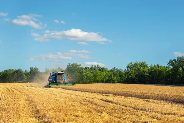 風景フロントビュー明るい夏や秋の日に黄金の熟した小麦のシリアルフィールドを読み取る収穫機を組み合わせた大きな強力な産業 農業用イエローフィールド機械景観の背景 — ストック写真