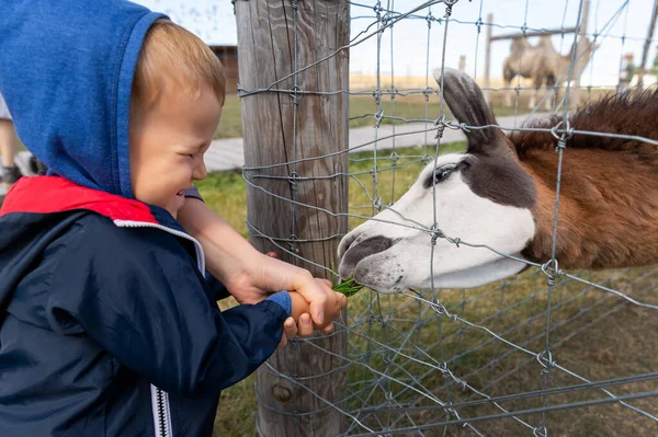 Pequeño adorable niño rubio caucásico adorable divirtiéndose disfrutar de la alimentación de alpaca o animal lama con hierba en la mano en el patio lejano o zoológico. Niños actividades al aire libre y cuidado de mascotas — Foto de Stock