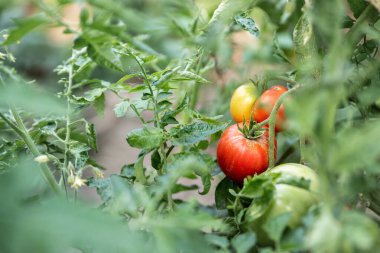 Ev bahçesinde ya da serada sarmaşık dalında yetişen yeşil ve kırmızı olgun domatesler. Ev yapımı aile yadigarı organik doğal sebzeler.