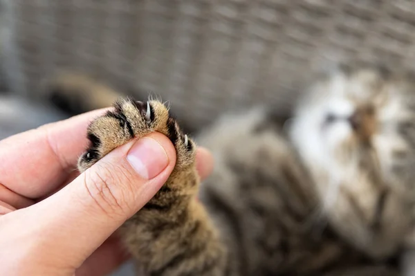 Why Do Cats Make Biscuits? They Work At A Bakery! | Real Reason For Making Biscuits and Other Curious Behaviors 6 Close-up detail person owner holding small cute fluffy kitten paw with claws in hand. Animal abuse declawing surgical operation procedure. Pet care and love concept. Friendship of people and animal — Stock Photo, Image