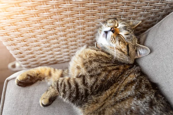 Симпатичная маленькая ленивая усталая кошка, расслабляясь, любит лежать, грызть и грезить на уютном открытом плетеном кресле на заднем дворе в теплых солнечных лучах. Веселый домашний питомец спит на диване во дворе — стоковое фото