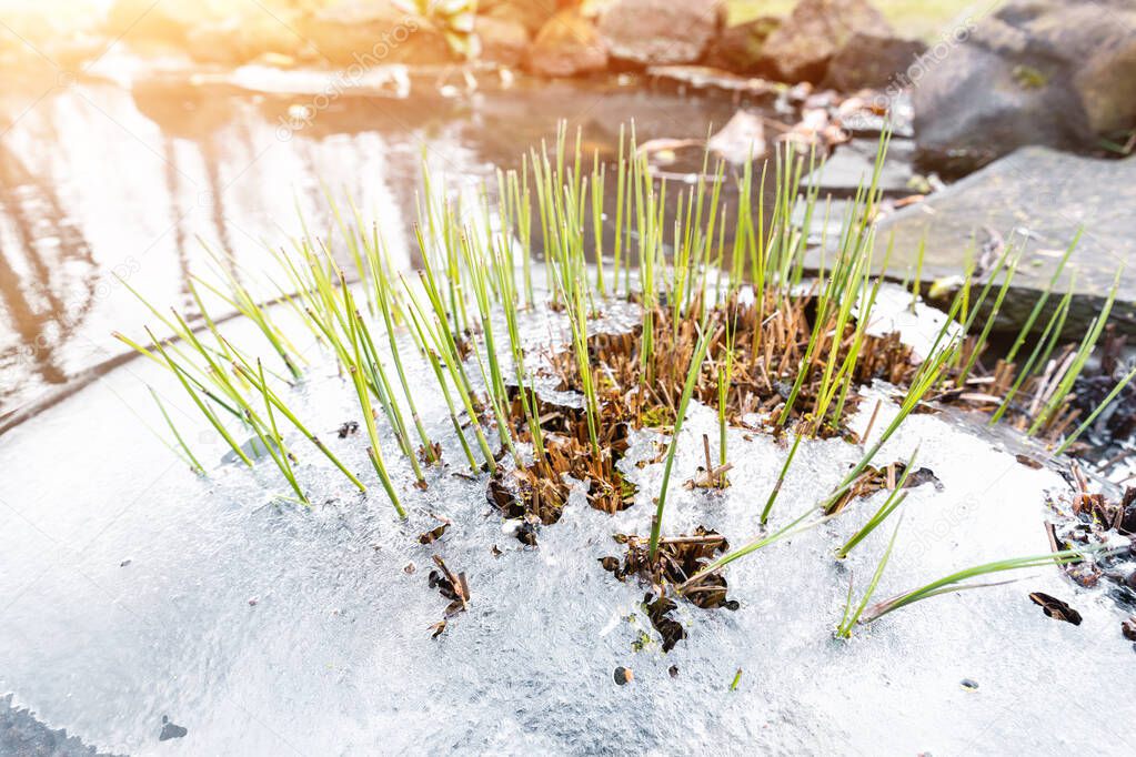 Brotes de caña de caña verde nueva fresca que crece rompiendo la