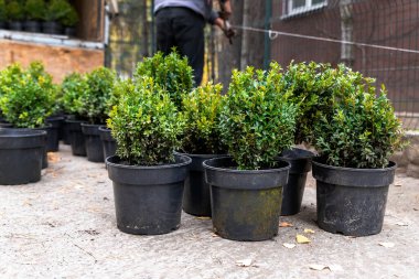Taze yeşil buxus boxus boxwood çalıları ile birçok küçük plastik tencereler ev yolu boyunca süs bahçesinde dikmek için hazırlandı. Mevsimlik bitki nakli. Kürek kazma arka planı olan bahçıvan.