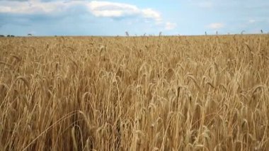 Parlak güneşli yaz gününde mavi gökyüzüne karşı olgun organik buğday sapı tarlası manzarası. Mısır gevreği hasat büyüme geçmişi. Tarım sektörü iş konsepti