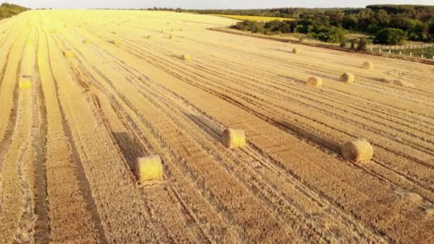 Flygdrönare syn på skördade klippt gyllene vetefält med många halm höbalar vid varm sol solnedgång ljus på sommaren eller hösten dag. Jordbruksgult fält efter industrimaskiner arbetslandskap — Stockvideo