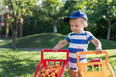 Küçük beyaz sarışın çocuğun portresi oyuncak alışveriş arabası dolusu taze kayısı ile yeşil ağaçlara ve bahçede çimlere yaslanmış. Küçük mutlu çocuk yaz meyve toplama zamanının tadını çıkar.