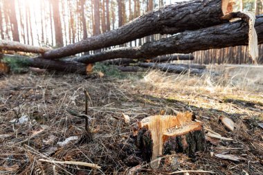 Orman manzarasında büyük kozalaklı çam ağaçları kesiliyor. Endüstriyel ticari ormansızlaşma. Doğa felaketi ve çevre tehlikesi kavramı. Sürdürülebilir kaynaklar yasadışı suistimal suçu