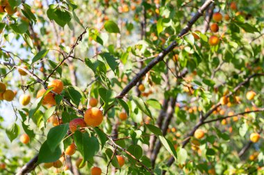 Portakal kırmızısı olgun tatlı, sulu, olgun kayısı meyveli ağaç dalı meyve bahçesi çiftliğinde yaz günü taze yeşil yapraklara karşı. Sağlıklı besin organik gıda