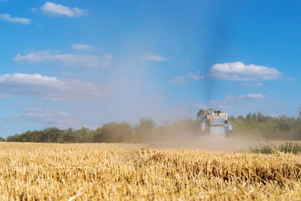 Landschaftlich reifes goldenes Bio-Weizenhalmfeld vor blauem Himmel an einem strahlend sonnigen Sommertag. Hintergrund ist das Wachstum der Getreideernte. Geschäftskonzept für die Landwirtschaft — Stockfoto