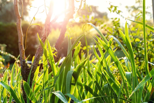 Vista panorâmica de baixo ângulo das folhas de flores da íris e árvore Salix matsudana no jardim do quintal em casa com gramado de grama verde e fundo de luzes solares retroiluminadas. Jardinagem rega paisagismo conceito de design — Fotografia de Stock