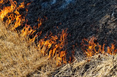 Ormanın yakınındaki hasattan sonra buğday tarlasında çıkan orman yangını. Kurak iklim değişikliği nedeniyle kuru çayırları yakmak sıcak hava ve evironik kirlilik. Toprağı doğal kül gübresiyle zenginleştirmek.