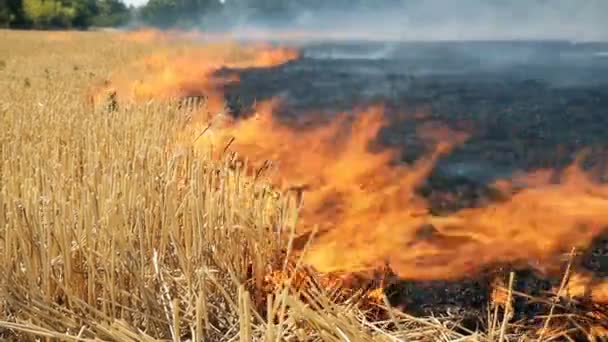 Waldbrand auf Weizenfeld-Stoppeln nach der Ernte in Waldnähe. Das Verbrennen trockener Graswiesen aufgrund des trockenen Klimawandels und der Umweltverschmutzung. Bodenanreicherung mit natürlichem Aschendünger — Stockvideo