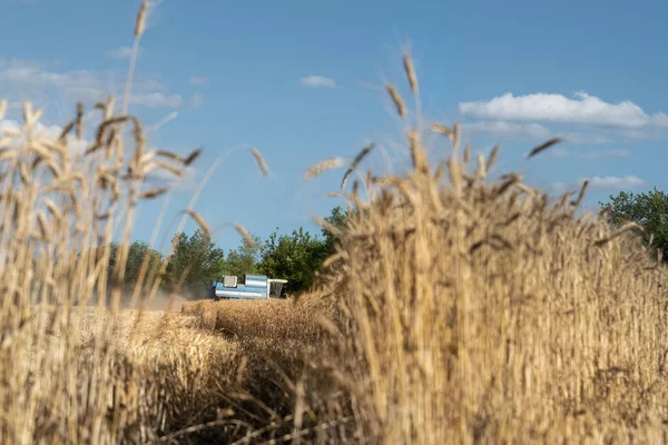 Scenic landschap van rijpe gouden organische tarwe stengel veld tegen de blauwe lucht op heldere zonnige zomerdag. Groeiachtergrond graangewassen. Begrip agribuisness in de landbouw — Stockfoto
