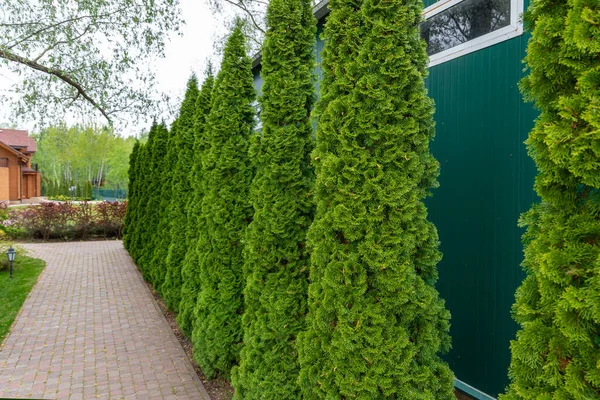 Fila di alti alberi thuja occidentalis sempreverdi siepe recinzione verde lungo il percorso a cortile cottage campagna. Progettazione paesaggistica, topiaria e manutenzione — Foto Stock