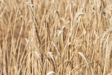 Parlak güneşli yaz gününde, olgun, organik buğday sapı tarlası manzarasının yakın çekim dokusu. Mısır gevreği hasat büyüme geçmişi. Tarım sektörü iş konsepti