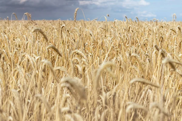 Olgun altın organik buğday sapı tarlasının kara fırtınalı yağmurlu bulutlu gökyüzüne karşı manzaralı dramatik manzarası. Mısır gevreği hasat büyüme geçmişi. Tarım sektörü iş konsepti