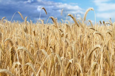 Olgun altın organik buğday sapı tarlasının kara fırtınalı yağmurlu bulutlu gökyüzüne karşı manzaralı dramatik manzarası. Mısır gevreği hasat büyüme geçmişi. Tarım sektörü iş konsepti