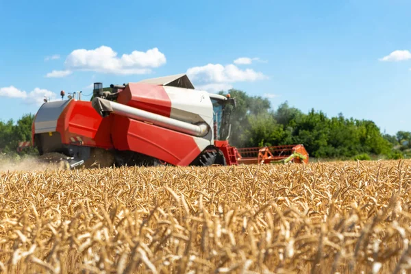 Scenic front view Big powerful industrial combine harvester machine reaping golden ripe wheat cereal field on bright summer or autumn day. Agricultural yellow field machinery landscape background — Stock Photo, Image