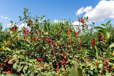 Yeşil yapraklı pek çok meyve ağacı ve meyve bahçesinde yetişen pek çok kırmızı sulu tatlı kiraz meyvesi. Doğal çevre meyve bahçesi geçmişi. Organik besleyici tarım sektörü kavramı