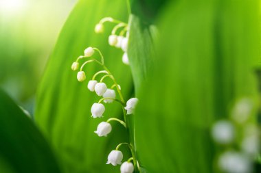 Vadi çiçeğinin büyüyen Lily 'sinin detaylı makro görüntüsü. Convallaria Majalis bahçedeki ya da ormandaki yabani bitkiler. Hassas, küçük çan çiçekli güzel taze yeşil yapraklara karşı güneşli bir gün.