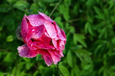 Üzerinde parlak bir yaz günü bahçeye çiçek açan çiy damlalarıyla ıslanmış büyük kırmızı şakayık gül çalılarının güzel yakın plan ayrıntıları. Bahçenin çiçek süslemesi ve peyzaj tasarımı