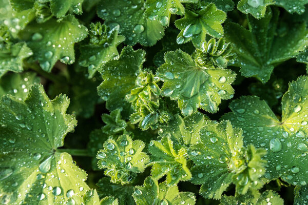 Аннотация крупным планом растения Алхемилла Вулгарис или цветка Ледис Мантл с утренней росой капель свежей капли дождя после летнего дождя в жаркий летний день. Зеленый фон