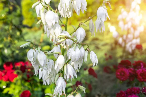 Piękny szczegół zbliżenie Biała Yucca filamentosa krzak kwiaty mokre z rosą lub krople deszczu kwitnące na podwórku ogród w jasny letni dzień. Kwiat stoczni dekoracji i projektowania krajobrazu — Zdjęcie stockowe