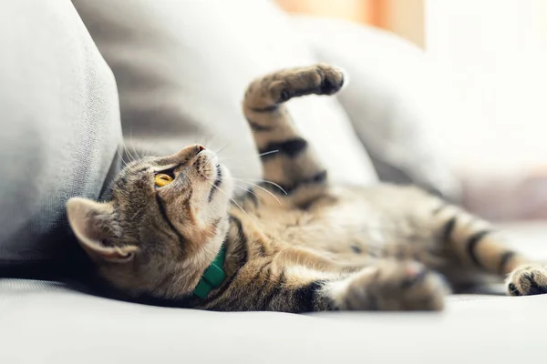 Симпатичная маленькая игривая пушистая кошка, расслабляясь, любит лежать, играть и грезить на уютном мягком кресле на заднем дворе при теплых солнечных лучах. Веселый домашний питомец спит на диване во дворе — стоковое фото
