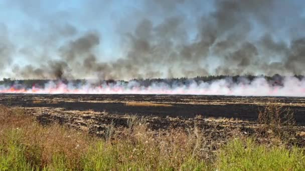 Incendie sur le chaume des champs de blé après la récolte près de la forêt. Brûler prairie de gazon sec en raison du changement climatique aride temps chaud et la pollution de l'environnement. Enrichissement du sol avec un engrais naturel à base de cendres — Video