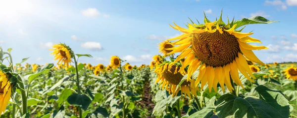 Landschaftlich dröhnende Reihen grüngelber Sonnenblumen pflanzen Plantagenwiese gegen klaren bewölkten blauen Himmel Horizont strahlend sonnigen Tag. Natur und ländliche Agrarlandschaft. Großes Panorama-Banner — Stockfoto