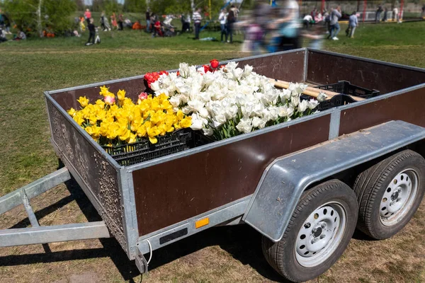 Close-up van cargo open semi-trailer full of multicolored bright tulip flowers with bulb for sale at agricultural farmland fest exhibition outdoors. Fresh plants retail delivery distribution