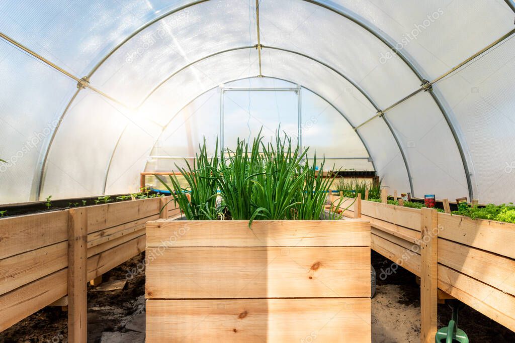 DIY wooden pallet with riased garden bed and growing green fresh organic homegrown scallions and vegetable sprouts seedlings in eco-friendly small home greenhouse at yard. Domestic farming concept