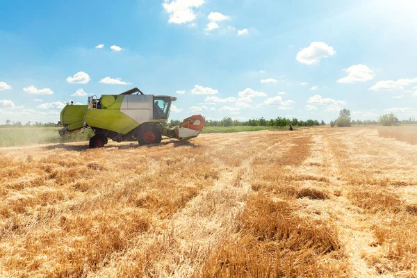 Manzaranın yan görünüşü. Büyük, güçlü endüstriyel, hasat makinesini birleştirerek yazın veya sonbaharda altın olgun buğday gevreği tarlasını hasat ediyor. Tarım sarı alan makineleri arka planı