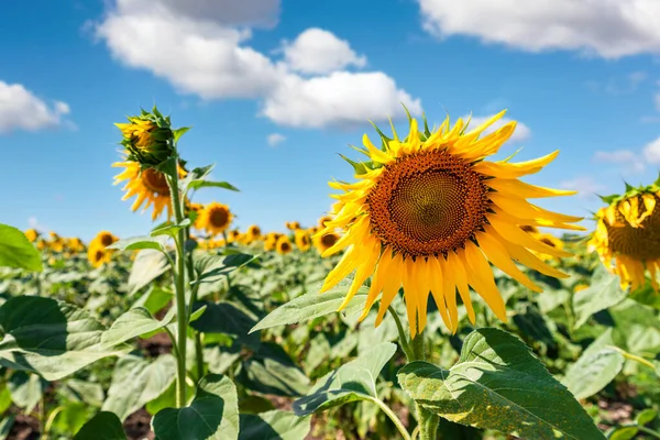 Landschaftlich wummernde Reihen grüngelber Sonnenblumen pflanzen Plantagenwiese gegen klaren bewölkten blauen Himmelshorizont an einem strahlend sonnigen Tag. Naturland ländliche Agrarlandschaft — Stockfoto