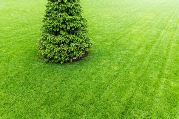 Одна свежая яркая ель, растущая на ухоженном зеленом газоне на лужайке во дворе, в городском парке или на золотом поле в солнечный день. Формальный британский сад и ландшафтный дизайн. Концепция Lawn care serivce — стоковое фото