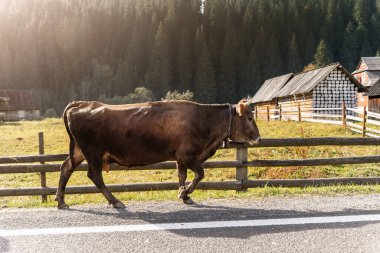 Büyük, güzel, kahverengi bir inek, dağ yolunda dağ manzaralı bir köy boyunca gün batımında ahşap ahır ve ormana karşı yürüyor. Kırsal kesimde güneş doğuyor.