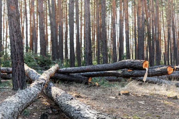 Вырубка больших хвойных сосновых бревен на лесном ландшафте. Коммерческая вырубка лесов. Концепция природных катастроф и экологической опасности. Устойчивые ресурсы незаконная чрезмерная эксплуатация — стоковое фото