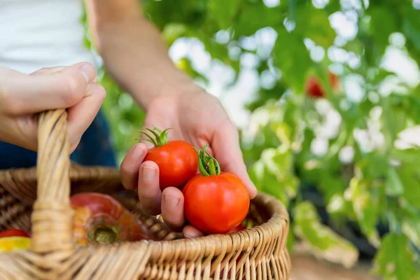 Close-up szczegółowy widok kobiet rolnik strony pokazać zbioru świeżych dojrzałych czerwonych pomidorów w wiklinowym koszu domu ogród szklarnia łóżko. Zbieranie warzyw uprawianych w gospodarstwie rolnym na wsi — Zdjęcie stockowe