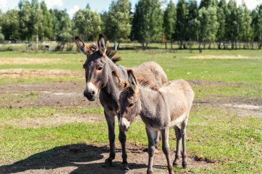 İki utangaç, meraklı, komik, evcil, aç eşeğin portresi çiftlik çiftliğinin bahçesinde duruyor ve yeşil çimen tarlasına karşı ikram istiyor. Kırsal alanda bir sürü hayvan var.