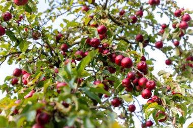 Olgun kırmızı elmalar, yumuşak güneş ışığı altında yeşil yaprakların arasında sık sık ağaç dallarına asılır. Manzara, kırsal meyve bahçesi atmosferinde sonbahar hasadının tazeliğini ve doğal bolluğunu yakalar..
