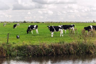 Manzaralı siyah Frizya Holstein inekleri Hollanda 'da bulutlu gökyüzünün altında yeşil bir kanalda otluyor. Hollanda kırsalının açık arazisi sakin atmosfer geleneksel tarım kırsal yaşamı.