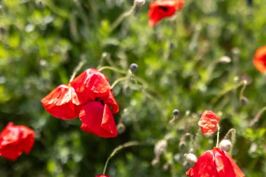 Parlak kırmızı çiçek açan haşhaş çiçeklerinin manzarası güzel yeşil çayırlarda, güneşli güneşin doğuşunda ya da gün batımında. Manzaralı doğa biyolojik çeşitlilik vahşi çiçek arkaplanı.