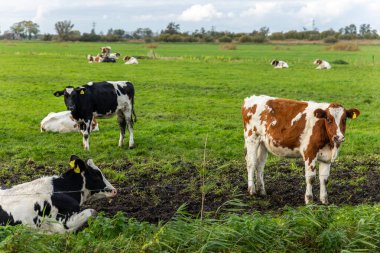 Manzaralı siyah Frizya Holstein inekleri Hollanda 'da bulutlu gökyüzünün altında yeşil bir kanalda otluyor. Hollanda kırsalının açık arazisi sakin atmosfer geleneksel tarım kırsal yaşamı.